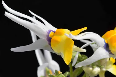 Немезия с отношением: Nemesia cheiranthus | Садовник на велосипеде картинки