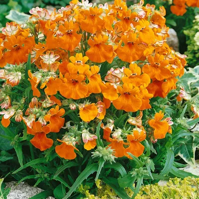 Amazon.com : Outsidepride Nemesia Orange Prince Garden Flower & u0026 Контейнерное растение - 5000 семян : Цветущие растения : Патио, газон и сад картинки