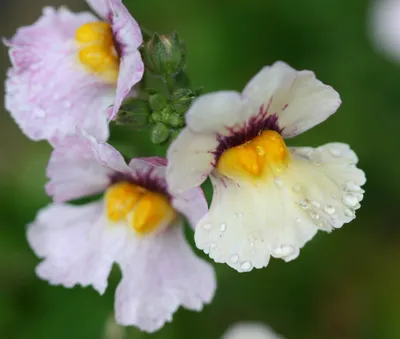 Львинолицые (род Nemesia) · iNaturalist картинки