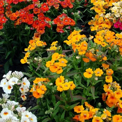 50 семян цветов ORANGE PRINCE NEMESIA Strumosa – Seedville USA картинки