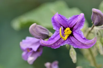 Путеводитель по цветку Solanum \ u0026 Его много типов | ЛюбовьЗнать картинки