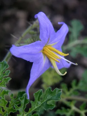 Datei:Solanum citrullifolium flower.jpg – Википедия картинки