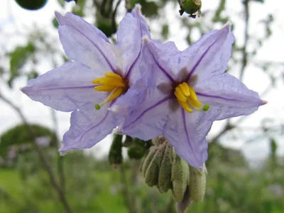 Файл:Solanum flowers.jpg — Викисклад картинки