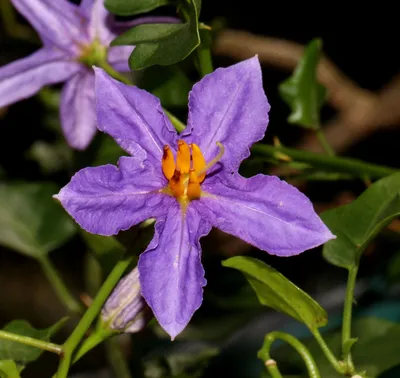 Solanum trilobatum L. | Растения мира онлайн | Кью Сайенс картинки