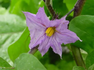 Яичное растение (Solanum melongena) - Зонда картинки