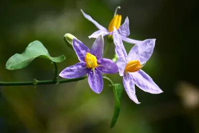 Файл:Цветы Solanum trilobatum.JPG — Wikimedia Commons картинки