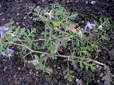 Solanum citrullifolium - Википедия картинки