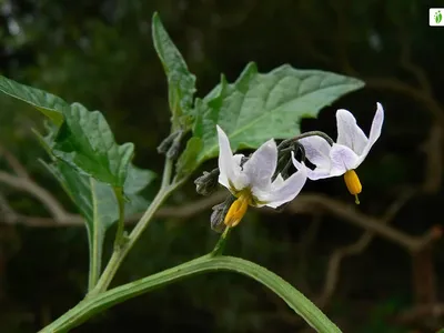 Паслен черный, Solanum nigrum - Цветы - NatureGate картинки