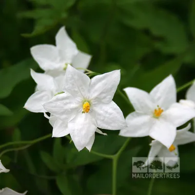 Альбом Solanum - Белый Solanum | Деревья заказов по почте картинки