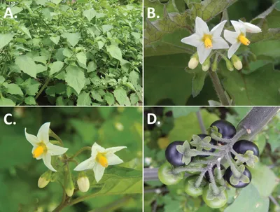 Пересмотр черных пасленов Старого Света (мореллоидная клада Solanum L., Solanaceae) картинки