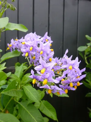 Solanum crispum Glasnevin — красивая синяя картофельная лиана — The Teddington Gardener картинки