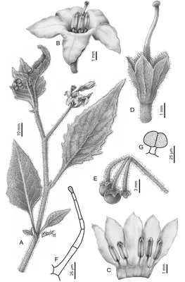 Пересмотр Мореллоидной клады Solanum L. (Solanaceae) в Северной и Центральной Америке и Карибском бассейне. картинки