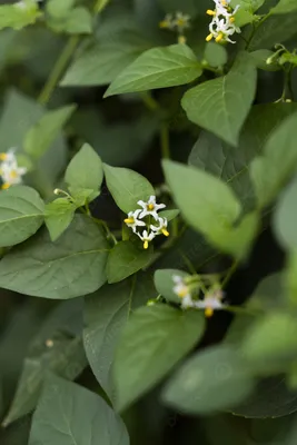 Solanum Фоновые изображения, HD картинки и обои для бесплатной загрузки | Pngtree картинки