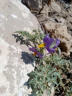 Solanum virginianum L., Паслен желтоплодный (Мировая флора) - Pl@ntNet определить картинки