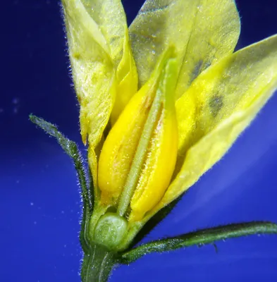 Solanum lycopersicum (Solanaceae), изображение 47977 на PhytoImages.siu.edu картинки