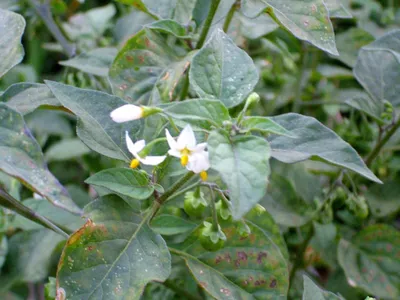 Solanum nigrum и Solanum xanthocarpum: забытые дикорастущие растения огромного медицинского значения | Растения, Дикие растения, Дикие картинки