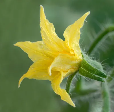 Файл:Solanum lycopersicum — цветок томата (он же).jpg — Wikimedia Commons картинки