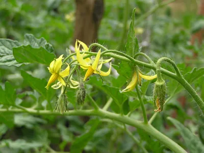 Solanum lycopersicum L. | Растения мира онлайн | Кью Сайенс картинки