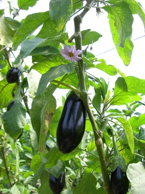 Solanum melongena (баклажан, баклажаны, баклажаны, безумное яблоко, бушующее яблоко) | Набор инструментов для садовых растений Северной Каролины картинки