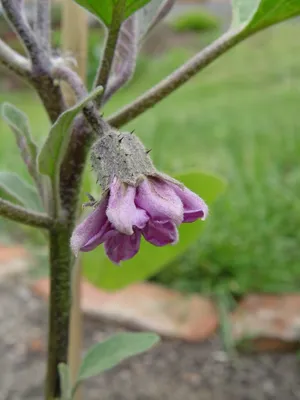 Solanum melongena (баклажан, баклажаны, баклажаны, безумное яблоко, бушующее яблоко) | Набор инструментов для садовых растений Северной Каролины картинки