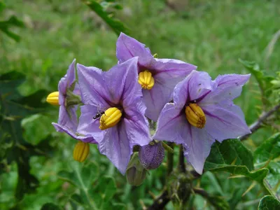 Solanum sisymbriifolium картинки