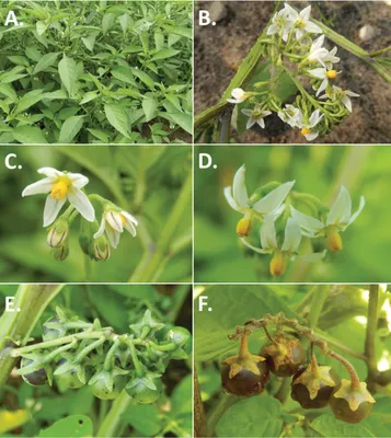 Пересмотр черных пасленов Старого Света (мореллоидная клада Solanum L., Solanaceae) картинки