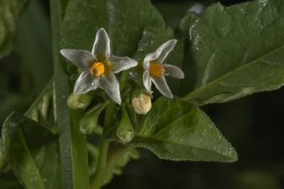 Фото 1493-09: Цветы паслена черного (Solanum nigrum) на...хуторах Иркая. Юго-западный Катар картинки