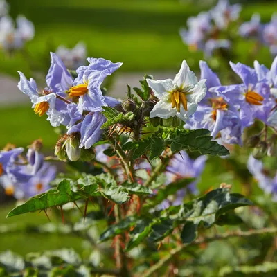 Файл:Solanum sisymbriifolium-IMG 9355.jpg — Викисклад картинки