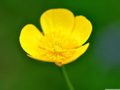 Buttercup Flower Macro Ultra HD Обои для рабочего стола для 4K UHD TV: Широкоэкранный \ u0026 UltraWide Desktop \ u0026 Ноутбук: Планшет: Смартфон картинки