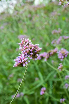 Verbena Bonariensis Purple Flowers Petal Photography Illustration Plant Фон и изображение для бесплатной загрузки - Pngtree картинки