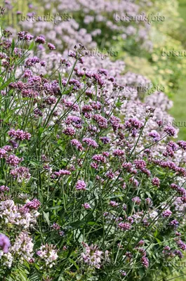 Изображения Verbena 3 - Изображения растений и садов - botanikfoto картинки