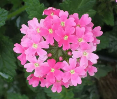 Файл:美女櫻 Verbena hybrida -香港花展 Hong Kong Flower Show- (9190631509).jpg — Wikimedia Commons картинки