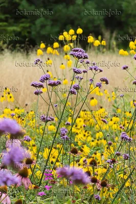 Изображения Verbena 3 - Изображения растений и садов - botanikfoto картинки