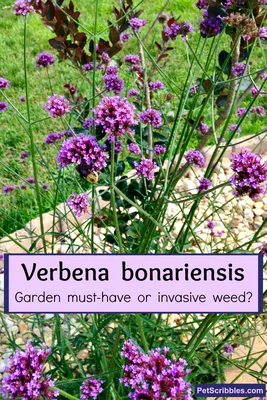 Verbena bonariensis: обязательный элемент сада или инвазивный сорняк? - Садовое здравомыслие от Pet Scribbles картинки