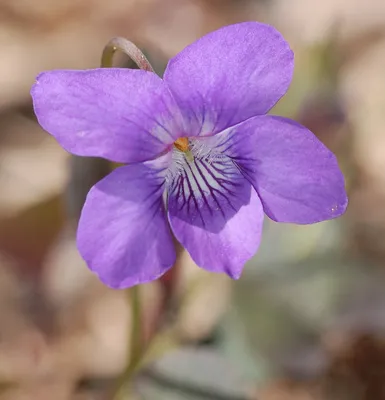 Файл:Alpine Violet Viola labradorica Цветок крупным планом 1456px.jpg — Wikimedia Commons картинки