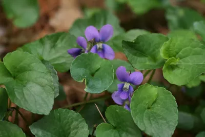 Viola cucullata — Википедия картинки