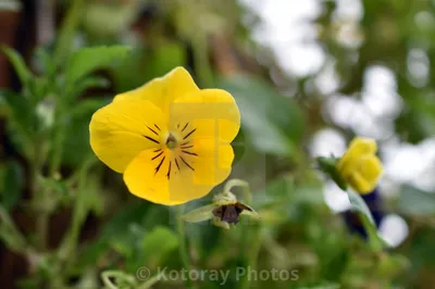 Violas & Calibrachoa Flowers, альбом Kotoray Photos - цифровые загрузки, отпечатки в рамах \ u0026 холсты картинки