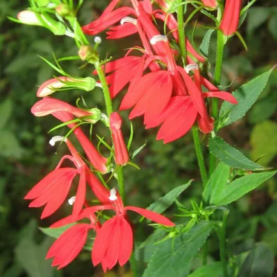 Кардинальный цветок (Lobelia cardinalis) цветок, лист, уход, использование - PictureThis картинки