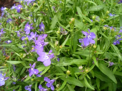 Лобелия эринус (Lobelia) | Набор инструментов для садовых растений Северной Каролины картинки