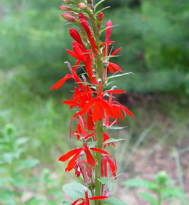 Lobelia cardinalis (кардинал-цветок, красная лобелия): Go Botany картинки