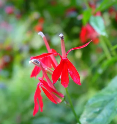 Lobelia cardinalis (кардинал-цветок, красная лобелия): Go Botany картинки