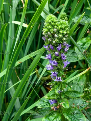 Лобелия большая голубая (Lobelia siphilitica) - 463016 - Изображения растений и садов - botanikfoto картинки