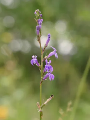 Lobelia urens - Википедия картинки