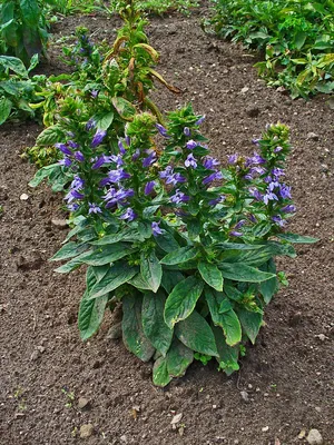 Lobelia siphilitica (голубой кардинал, большая голубая лобелия, большая лобелия) | Набор инструментов для садовых растений Северной Каролины картинки