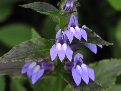 Полевой цветок: большая голубая лобелия (Lobelia siphilitica), тропа реки Аллегейни. картинки