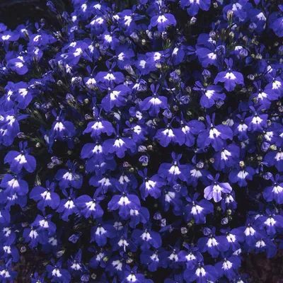 Семена лобелии - Lobelia Erinus Blue Carpet Ground Cover Seed картинки