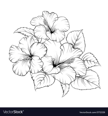 Цветок мальвы Лицензионное векторное изображение - VectorStock картинки