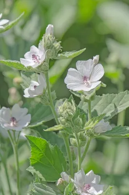 Премиум Фото | Зефир althaea officinalis розовый цветок мальвы в саду картинки