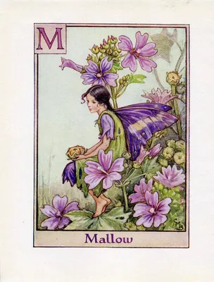 Винтажный принт «Цветочная фея мальвы» c1940 Cicely Barker Alphabet Letter — The Old Map Shop картинки