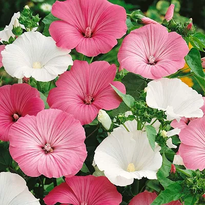 Outsidepride Lavatera Trimestris Rose Mallow Flower Seed Mix - 1000 Семена картинки